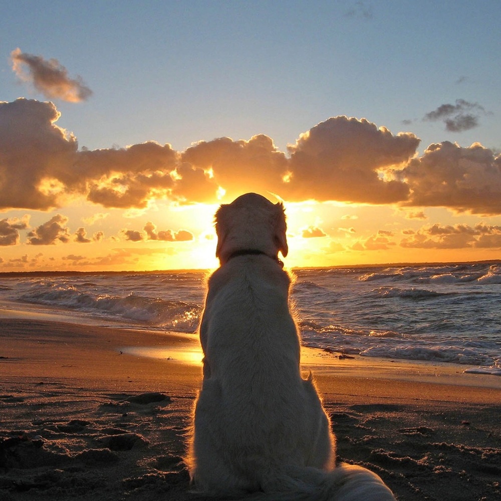 Meet your Posher, Chi